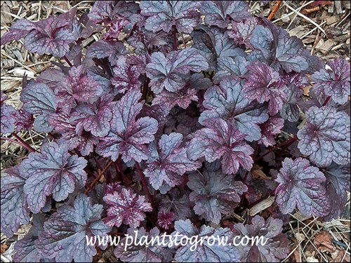 two toned leaves